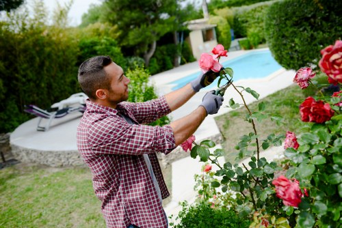A man with short dark hair, wearing a red and white checked shirt and black gardening gloves, is trimming a pink rose bush in a well-maintained backyard garden. The garden features a neatly cut lawn and a large, curved swimming pool with clear blue water in the background. Surrounding the pool are lush green hedges and tall trees, creating a private outdoor space. The rose bush is lush with vibrant pink flowers and dark green leaves, positioned in the foreground on the right side of the image. The scene is set during daylight with natural lighting, indicating a bright, possibly slightly overcast sky. The backyard environment appears tidy and landscaped, suited for outdoor leisure and gardening activities, aligning with professional garden maintenance services in Chelsea.