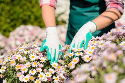 Gardener performing follow-up maintenance in a landscaped garden